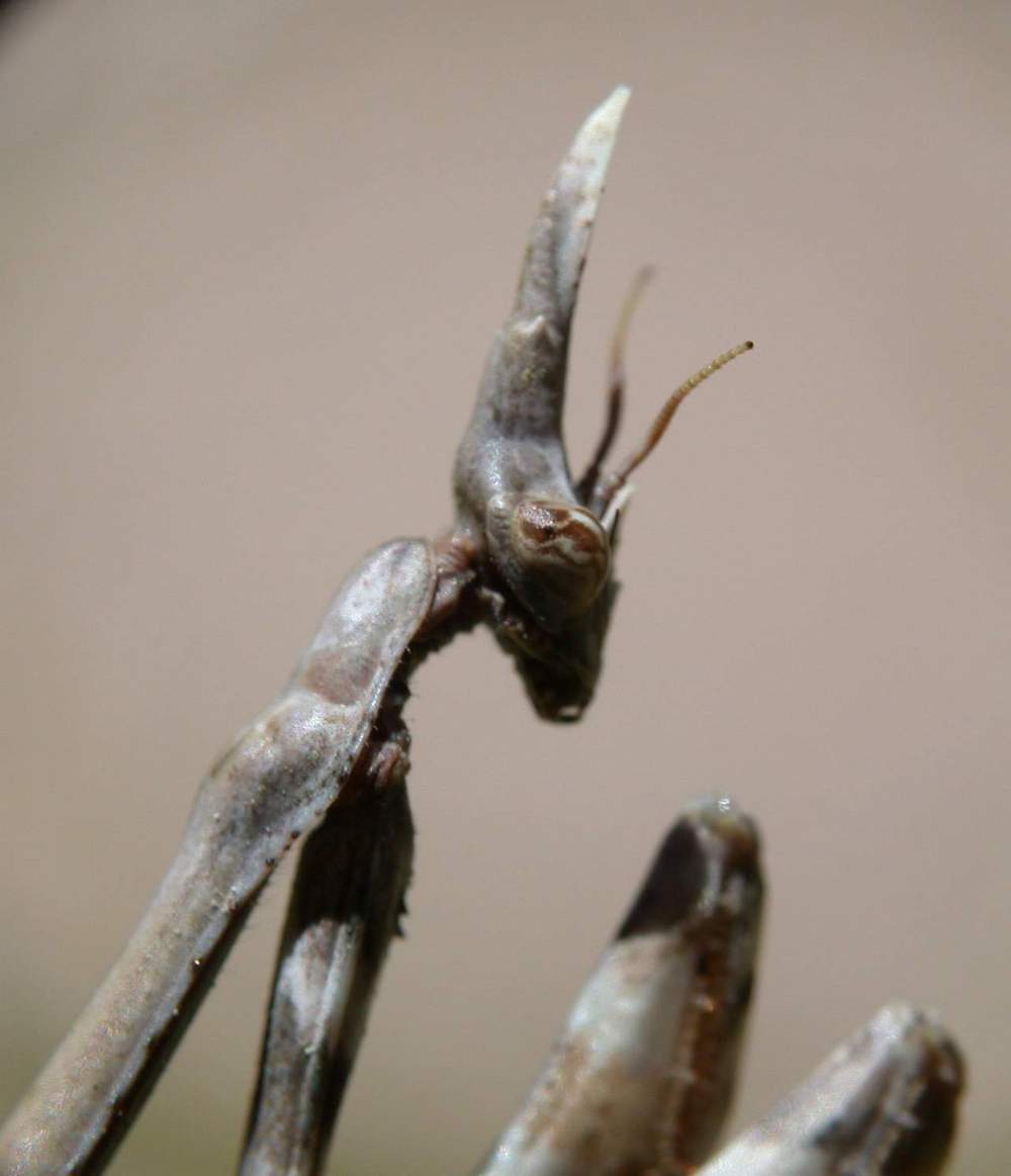 Empusa pennata